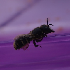 Megachile ferox