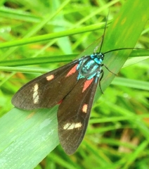 Cyanopepla submacula