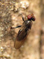 Aulacigaster neoleucopeza