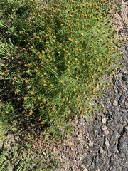 Dyssodia papposa