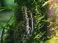 Caligo oberthurii