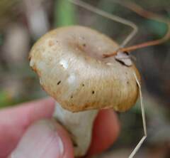 Lactarius chrysorrheus