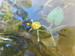 Utricularia radiata