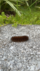 Phragmatobia fuliginosa