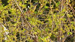 Saltator coerulescens