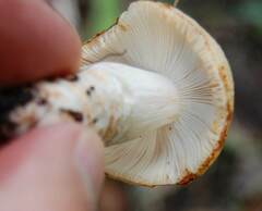 Lactarius chrysorrheus