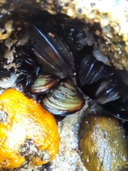 Mytilus galloprovincialis