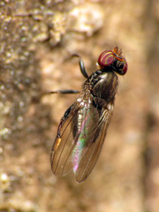 Aulacigaster neoleucopeza