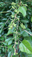 Ligustrum quihoui