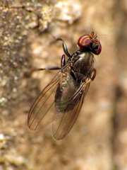 Aulacigaster neoleucopeza