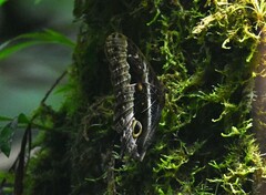 Caligo oberthurii