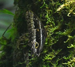 Caligo oberthurii