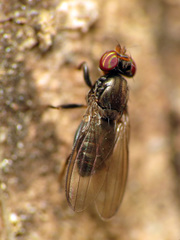 Aulacigaster neoleucopeza