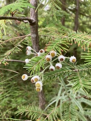 Anaphalis margaritacea