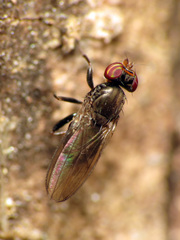 Aulacigaster neoleucopeza
