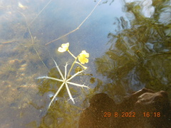 Utricularia radiata