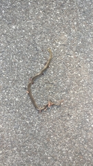 Zamenis longissimus