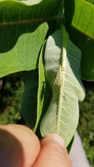 Oecanthus