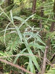 Anaphalis margaritacea