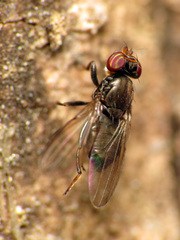 Aulacigaster neoleucopeza