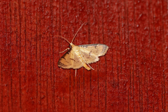 Cnaphalocrocis
