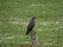 Rostrhamus sociabilis