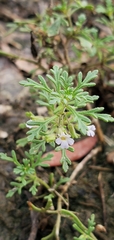 Leucospora multifida