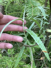 Anaphalis margaritacea