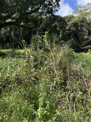 Sorghum