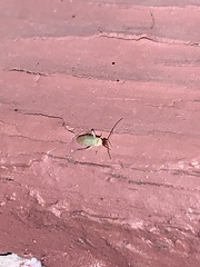Orthotylus