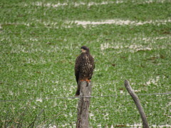 Rostrhamus sociabilis