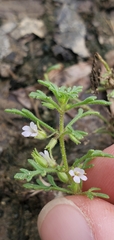 Leucospora multifida