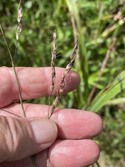 Sorghum