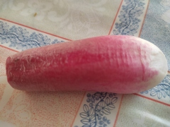 Raphanus sativus radicula