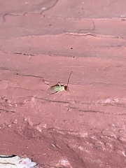Orthotylus