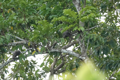 Corvus tristis