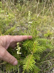 Spiranthes ochroleuca