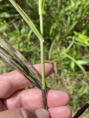 Sorghum