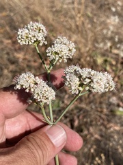 Eriogonum elatum