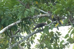 Corvus tristis