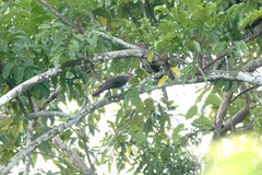 Corvus tristis
