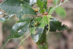 Diphucephala