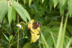 Danaus affinis