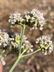 Eriogonum elatum