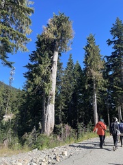 Cupressus nootkatensis