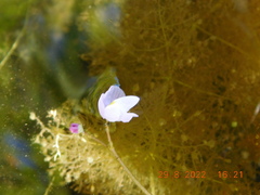 Utricularia purpurea
