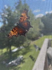 Polygonia progne