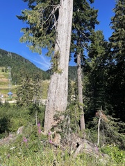 Cupressus nootkatensis