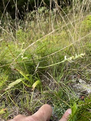 Spiranthes ochroleuca
