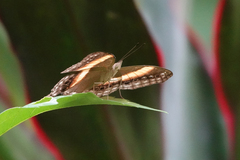 Yoma algina